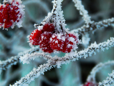 a couple of red berries sitting on top of a snow covered tree